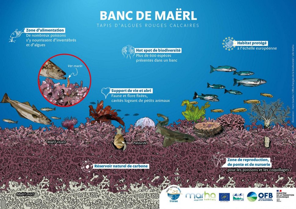 Fiche Habitats du banc de Maërl