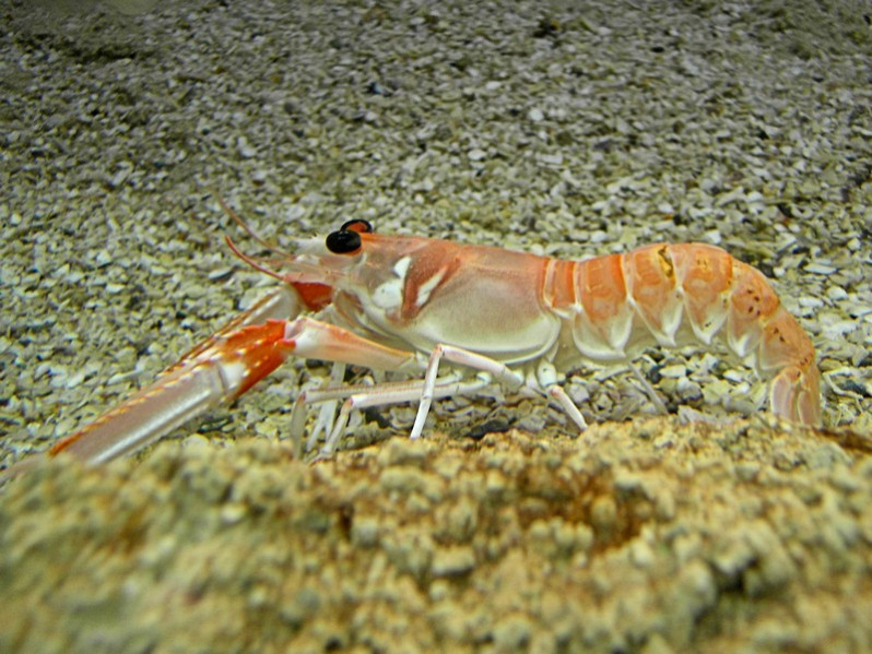 Nephros norvegicus (Linnaeus, 1758)