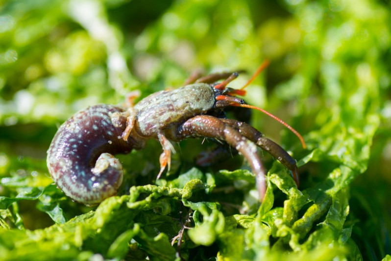 Clibanarius erytropus (Latreille, 1818)