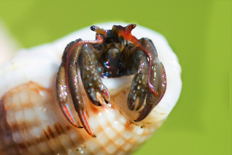 Clibanarius erytropus (Latreille, 1818)