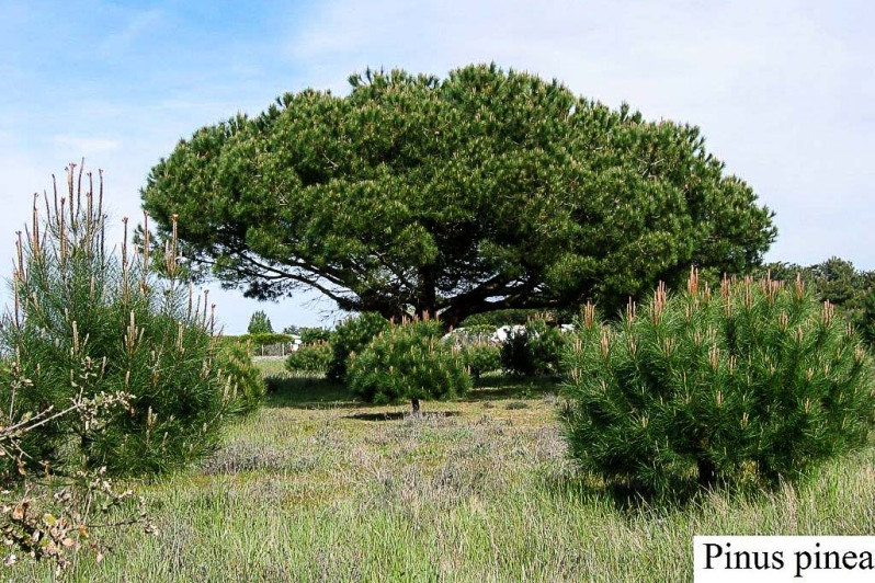 Pinus pinea L., 1753