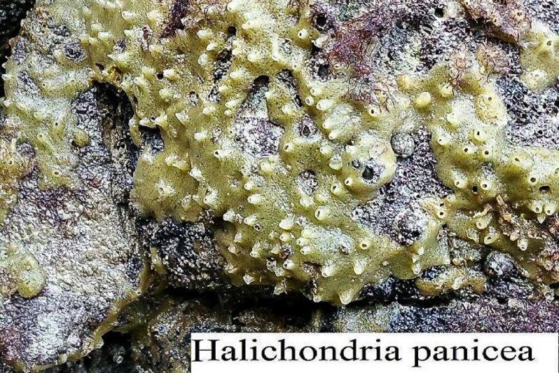 Halichondria panicea