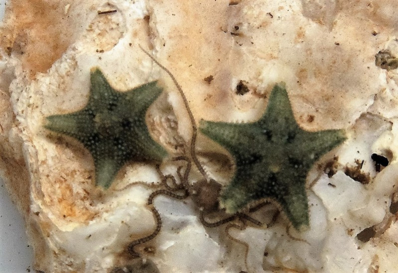 Asterina phylactica Emson & Crump, 1979