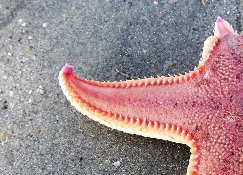 Astropecten irregularis (Pennant, 1777)