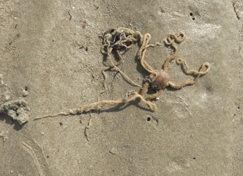 Acrocnida brachiata (Montagu, 1804)