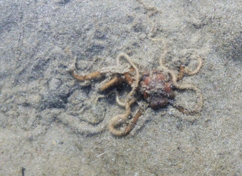 Acrocnida brachiata (Montagu, 1804)