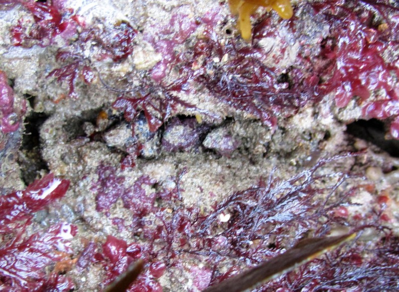 Pawsonia saxicola (Brady & Robertson, 1871)