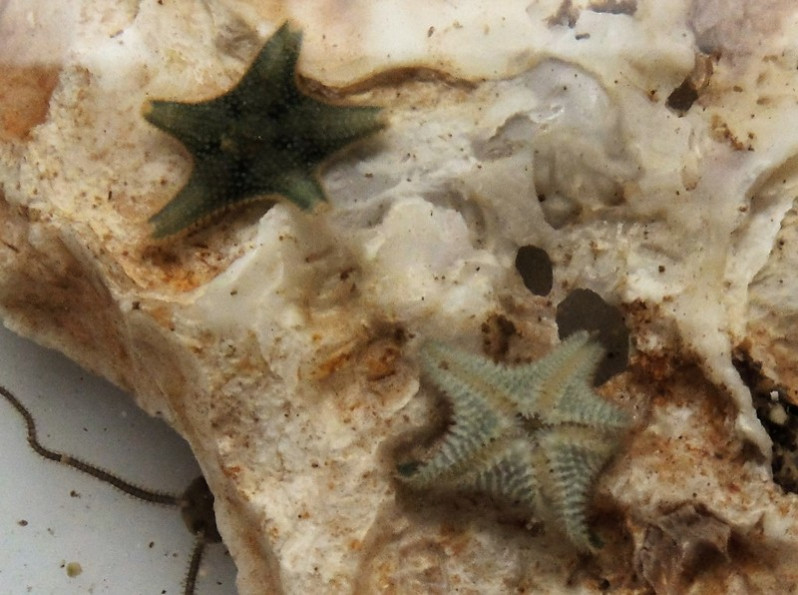 Asterina phylactica Emson & Crump, 1979