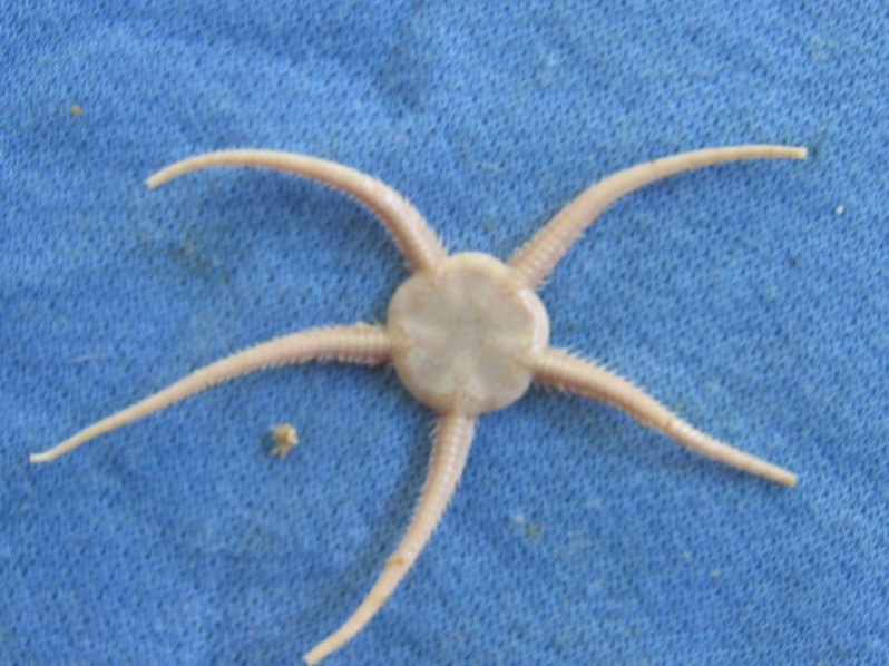 Ophiura ophiura (Linnaeus, 1758)