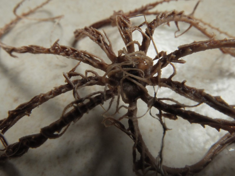 Antedon bifida (Pennant, 1777)
