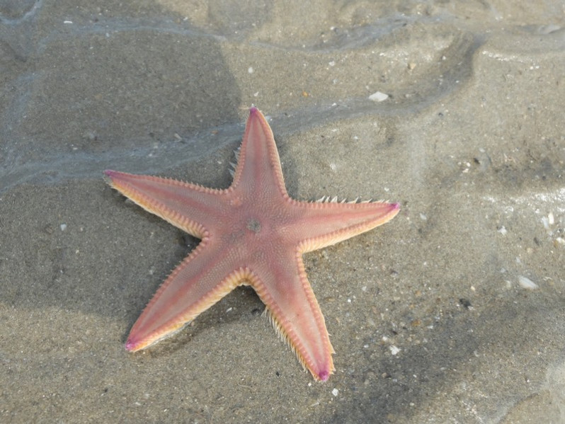 Astropecten irregularis (Pennant, 1777)