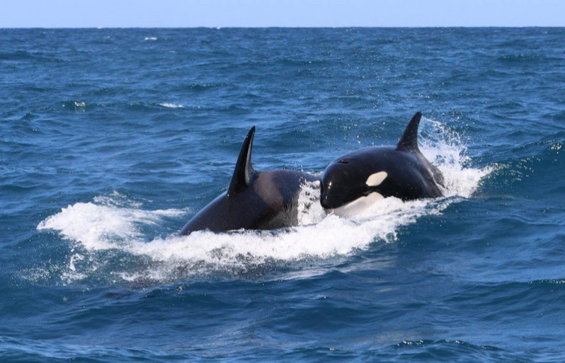 Orcinus orca (Linnaeus, 1758)