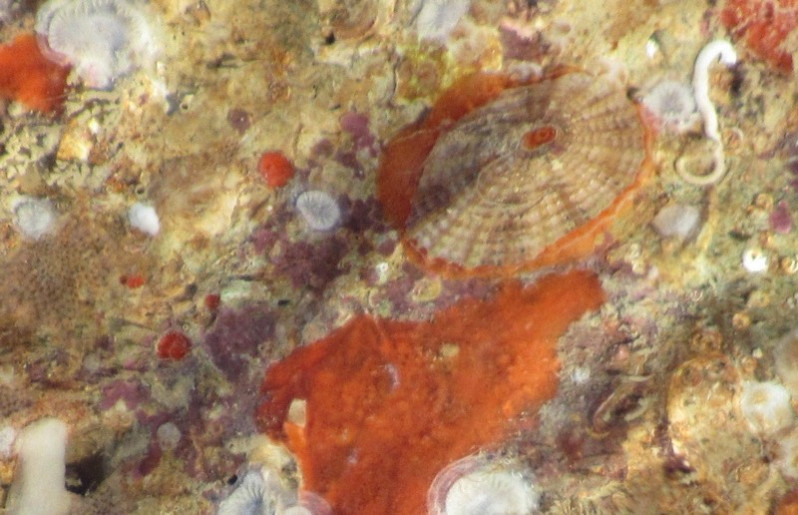 Diodora graeca (Linnaeus, 1758)
