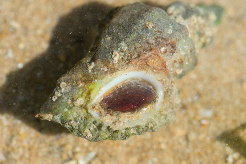 Ocenebra erinaceus (Linnaeus, 1758)