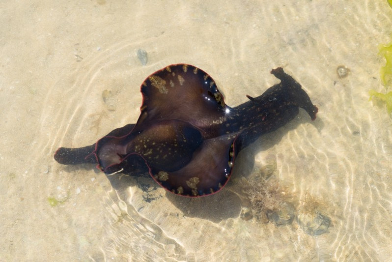 Aplysia punctata (Cuvier, 1803)