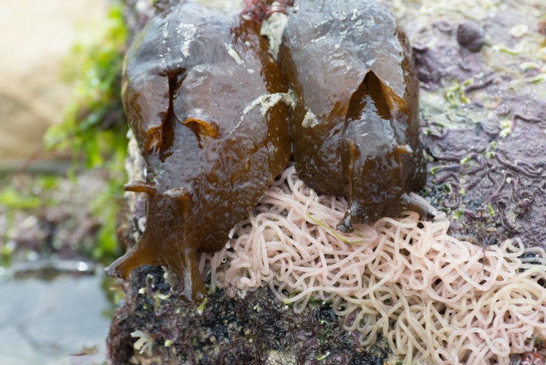 Œufs d'Aplysia punctata