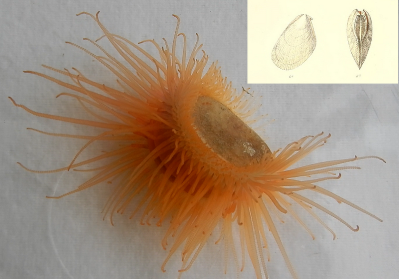 Limaria hians (Gmelin, 1791)