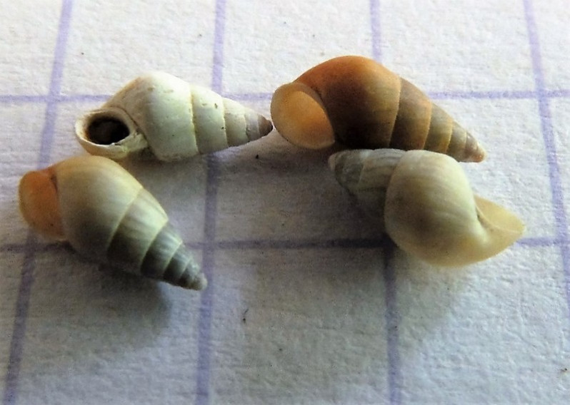 Peringia ulvae (Pennant, 1777)