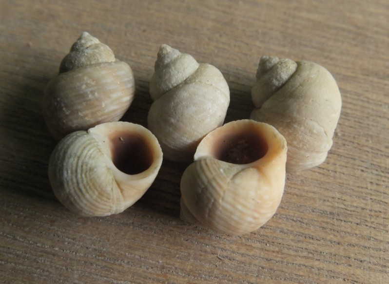 Littorina saxatilis (Olivi, 1792)