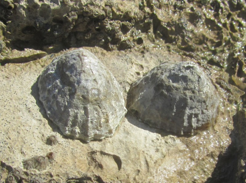 Patella vulgata Linnaeus, 1758