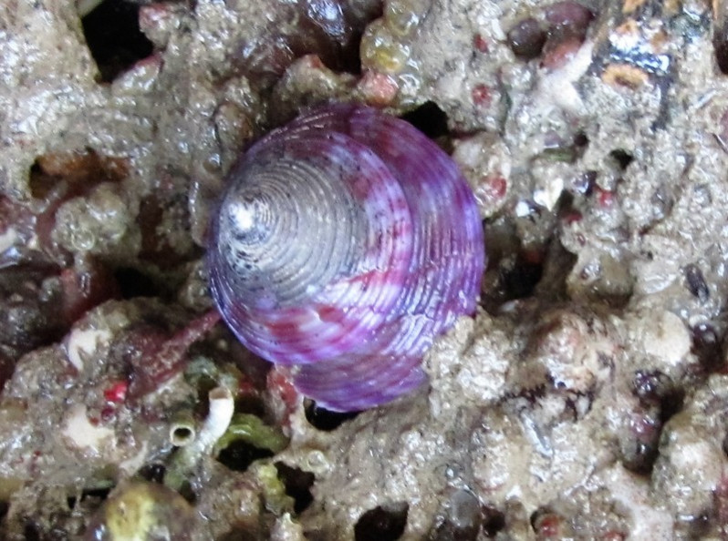 Calliostoma zizyphinum (Linnaeus, 1758)