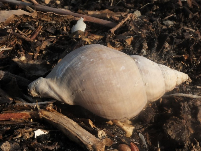 Buccinum undatum Linnaeus, 1758