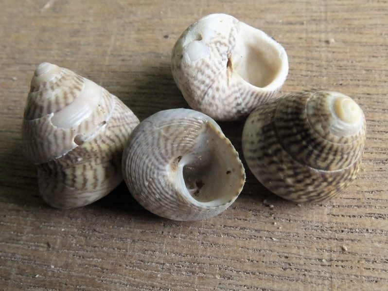 Steromphala cineraria (Linnaeus, 1758)