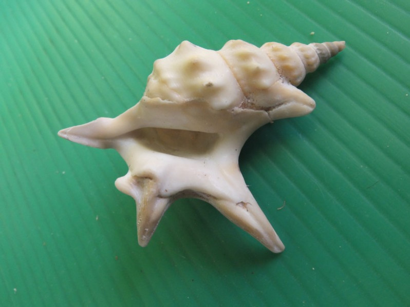 Aporrhais serresiana (Michaud, 1828)