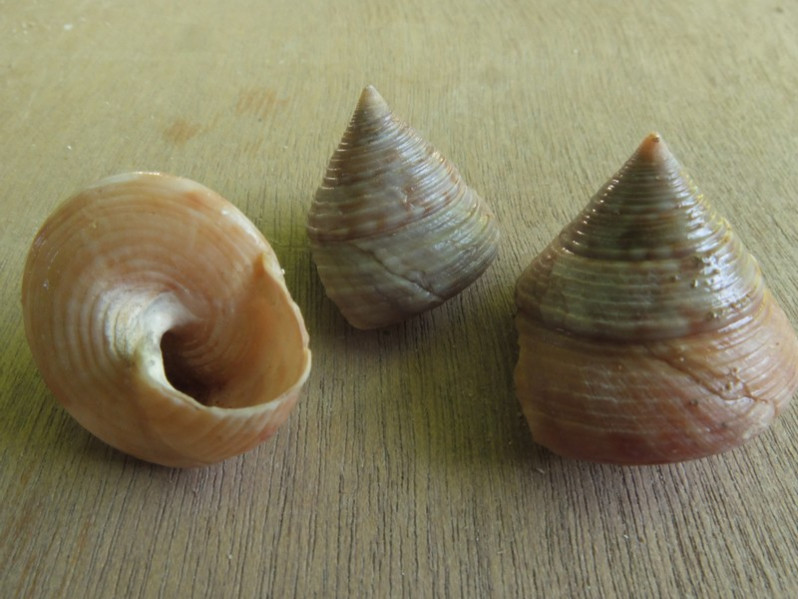 Calliostoma zizyphinum (Linnaeus, 1758)