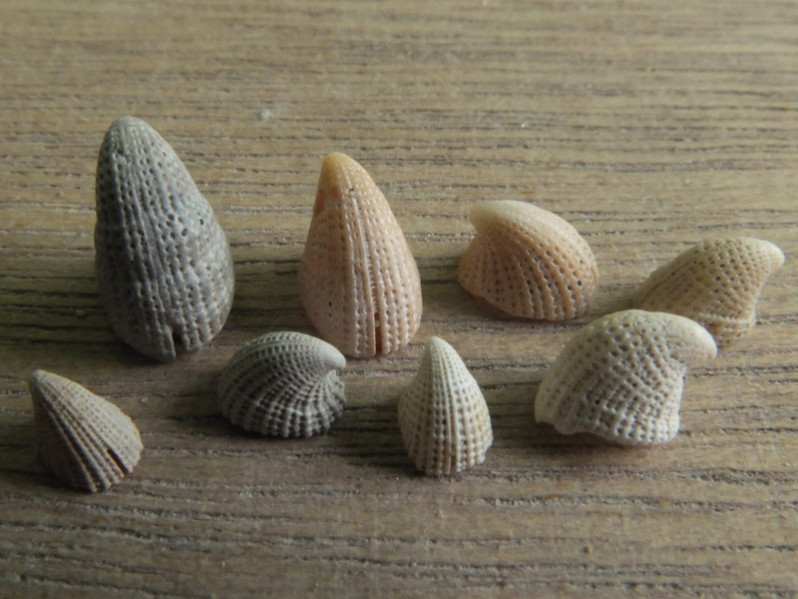 Emarginula fissura (Linnaeus, 1758)