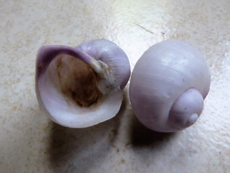 Janthina janthina (Linnaeus, 1758)