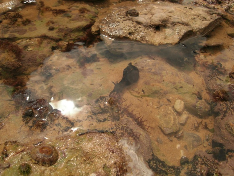 Aplysia punctata (Cuvier, 1803)