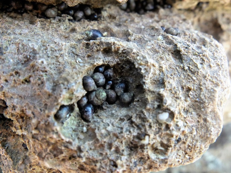 Melaraphe neritoides (Linnaeus, 1758)