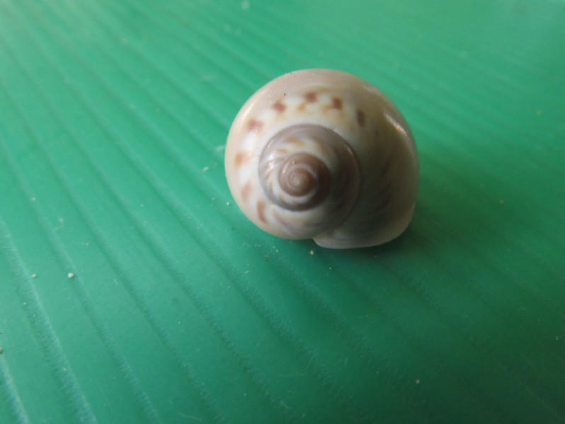 Euspira catena (da Costa, 1778)
