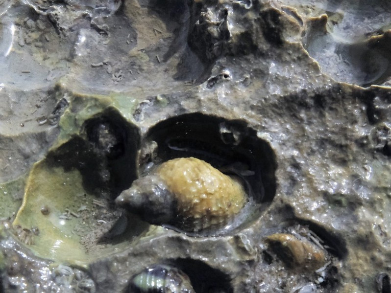 Nucella lapillus (Linnaeus, 1758)