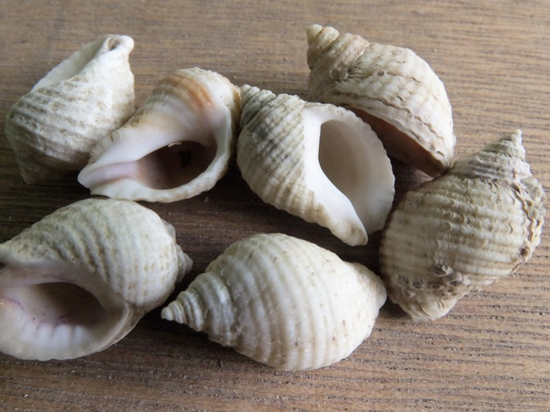 Nucella lapillus (Linnaeus, 1758)