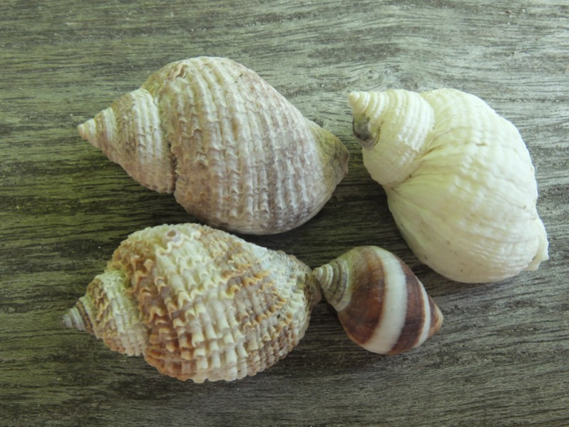 Nucella lapillus (Linnaeus, 1758)