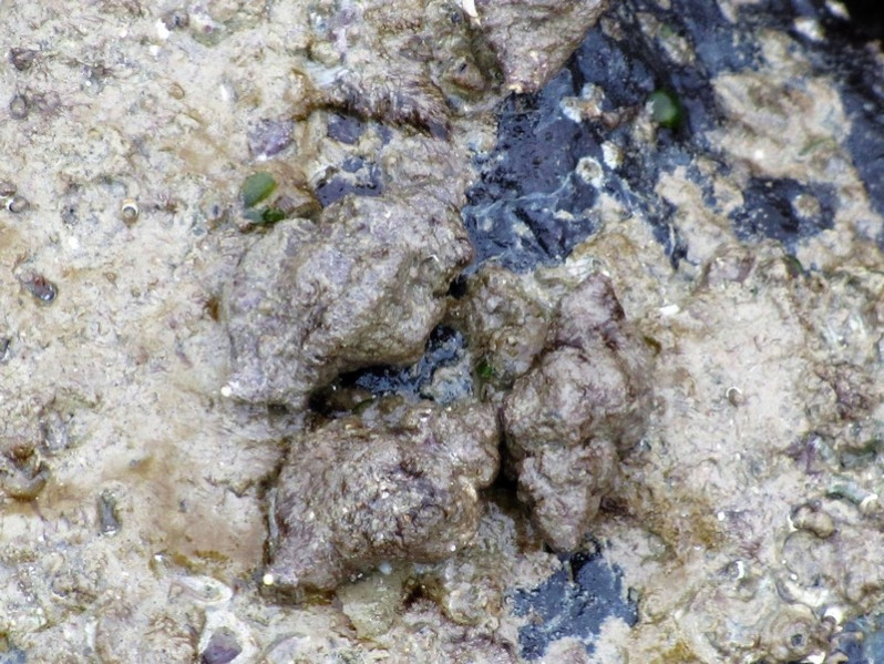 Ocenebra erinaceus (Linnaeus, 1758)