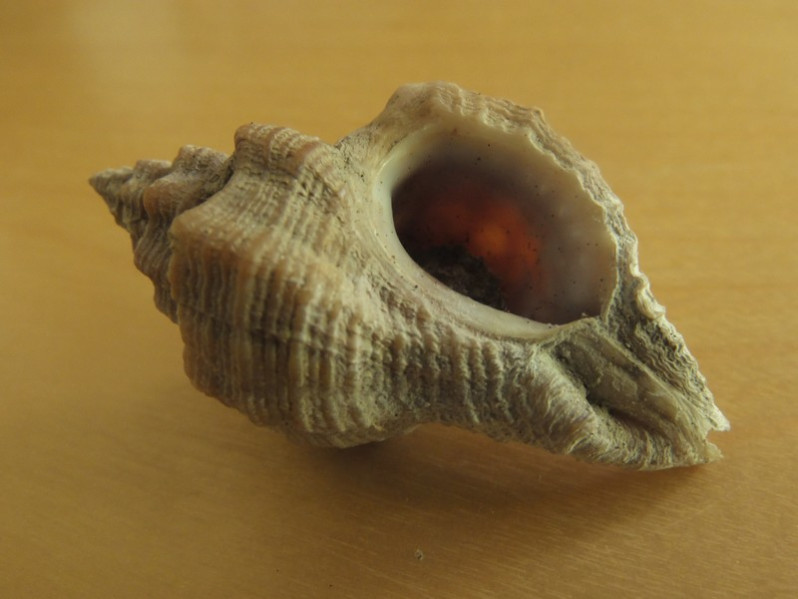 Ocenebra erinaceus (Linnaeus, 1758)