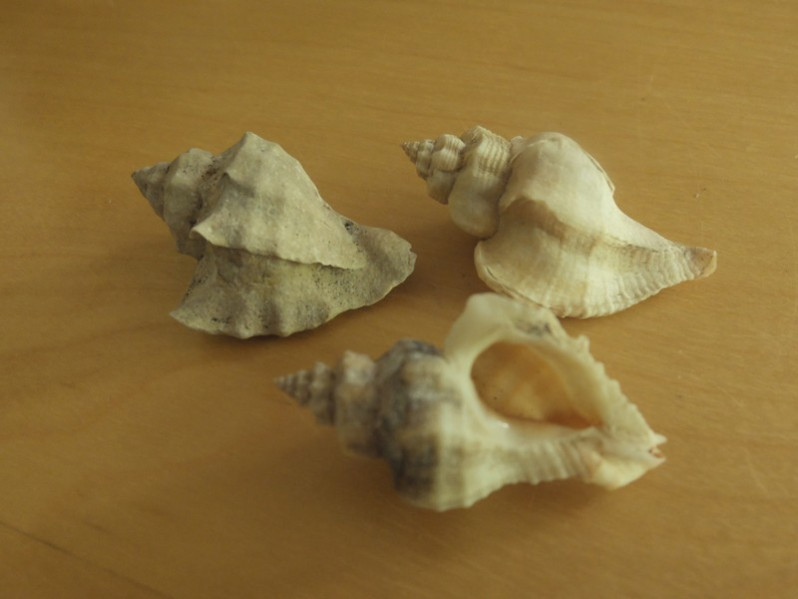 Ocinebrellus inornatus (Récluz, 1851)