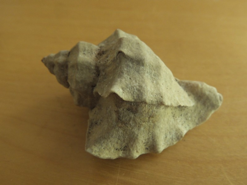 Ocinebrellus inornatus (Récluz, 1851)