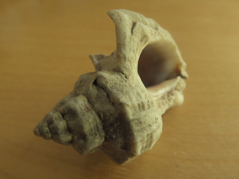 Ocinebrellus inornatus (Récluz, 1851)