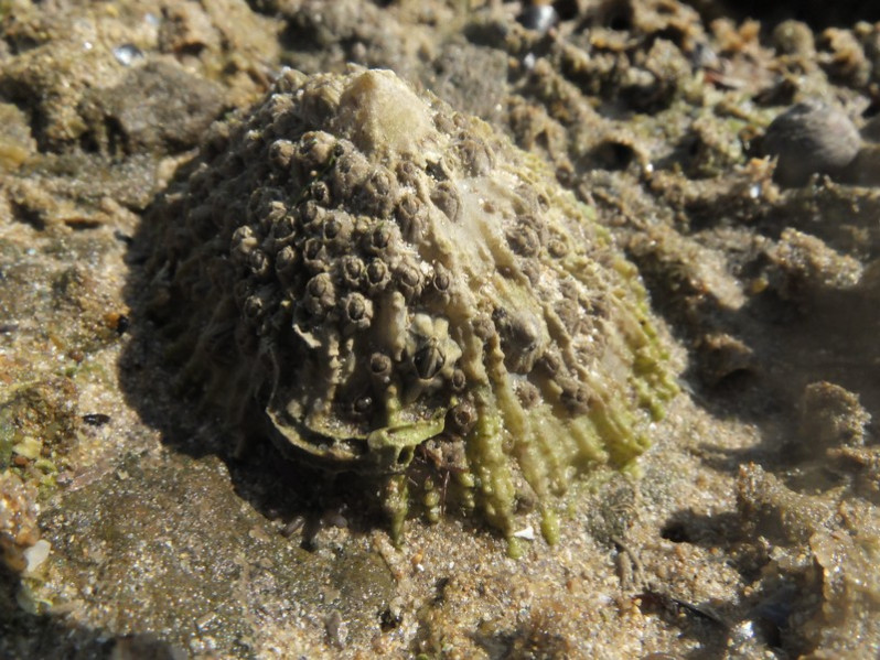 Patella ulyssiponensis Gmelin, 1791