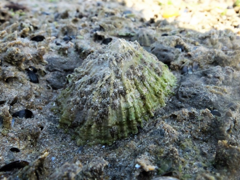 Patella ulyssiponensis Gmelin, 1791