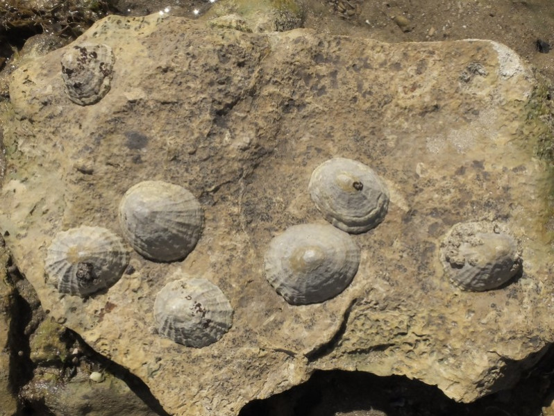 Patella vulgata Linnaeus, 1758