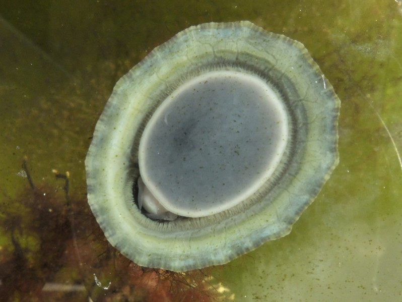 Patella vulgata Linnaeus, 1758