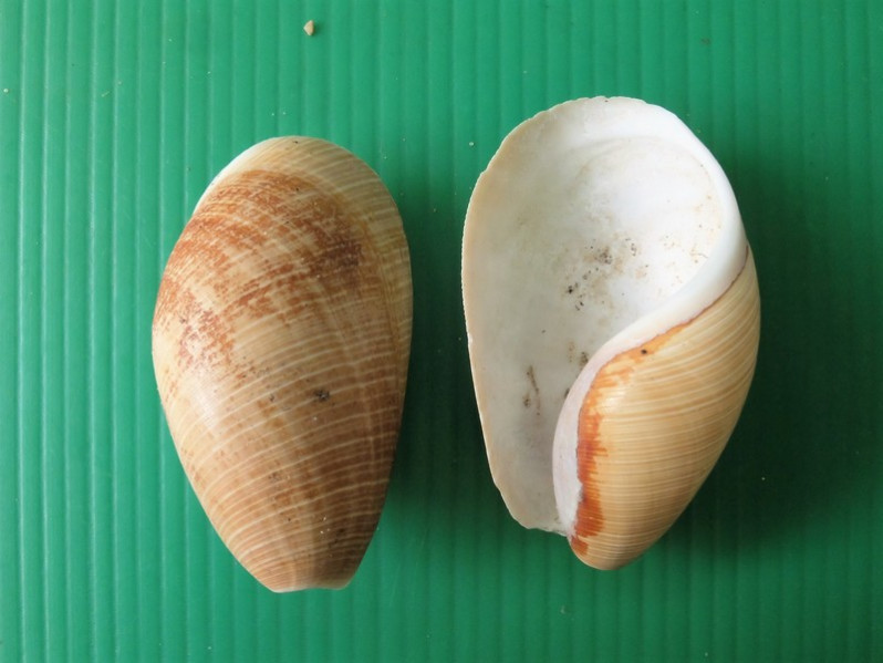 Scaphander lignarius (Linnaeus, 1758)
