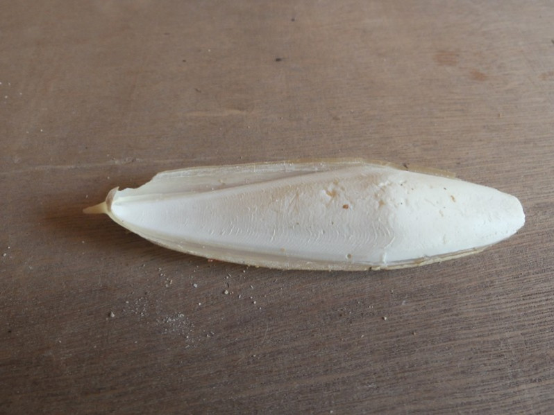 Sepia elegans Blainville, 1827