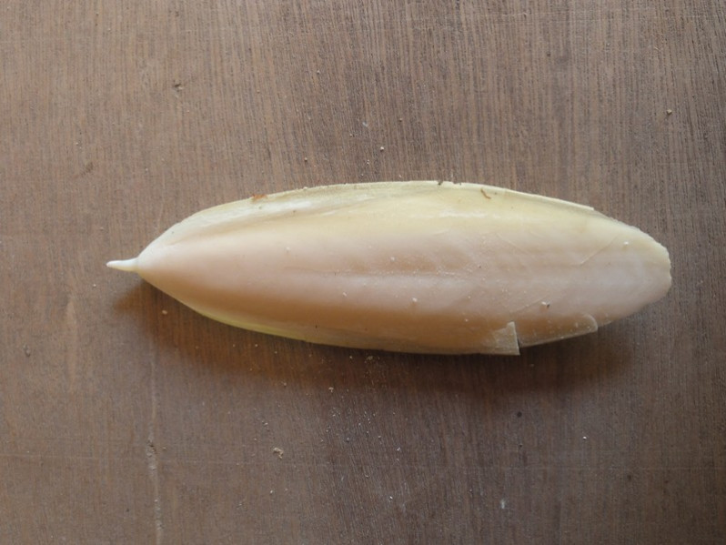 Sepia elegans Blainville, 1827