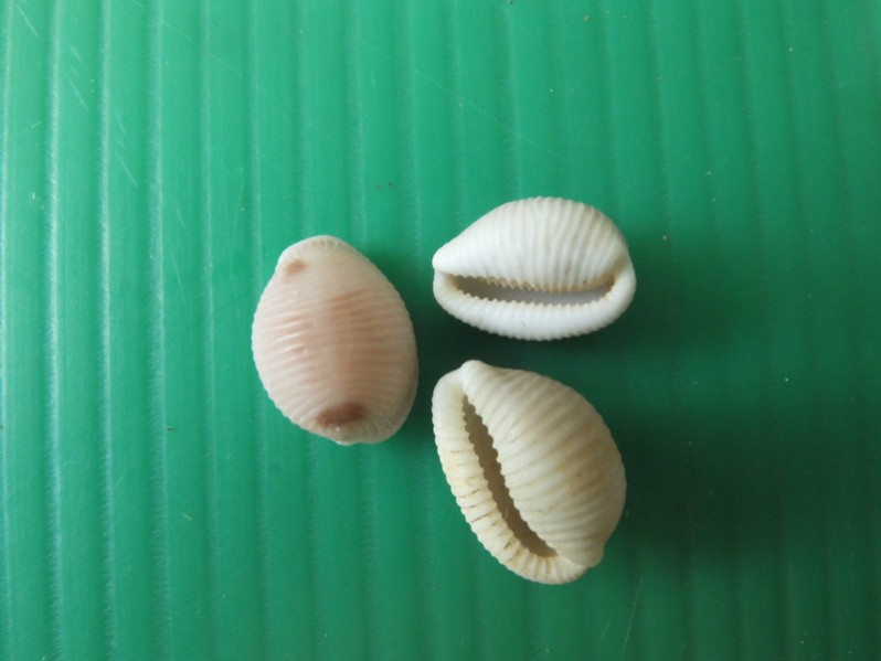 Trivia monacha (da Costa, 1778)